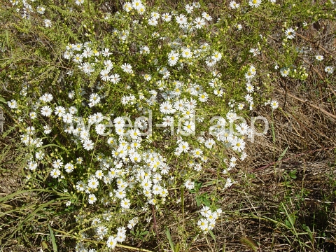 aster, white prairie